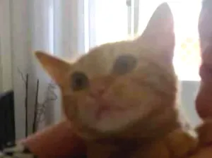 Gato raça SRD-ViraLata idade 3 anos nome Gwen