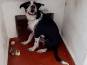 Cachorro raça SRD-ViraLata idade 7 a 11 meses nome LOKI