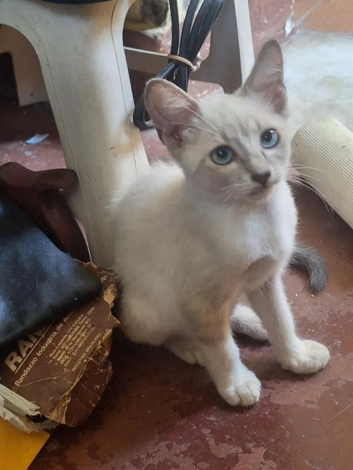 Gato raça SRD-ViraLata idade 2 a 6 meses nome Névoa