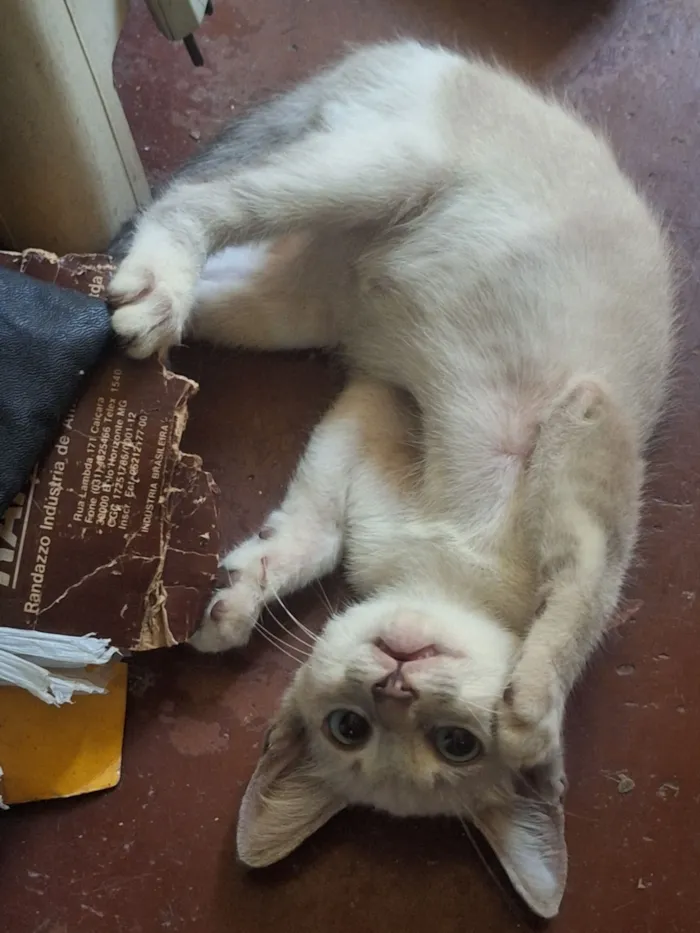 Gato raça SRD-ViraLata idade 2 a 6 meses nome Névoa