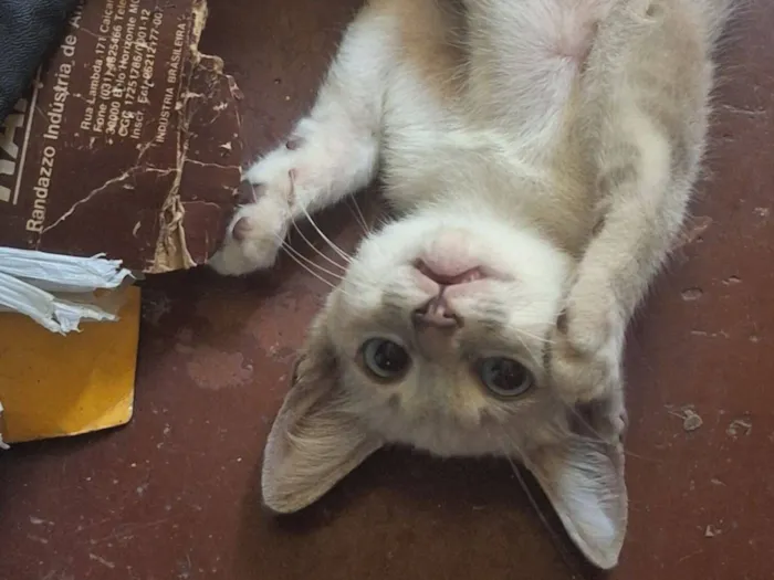 Gato raça SRD-ViraLata idade 2 a 6 meses nome Névoa