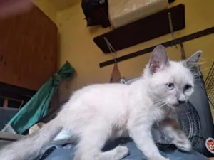 Gato raça SRD-ViraLata idade 2 a 6 meses nome Narizinho