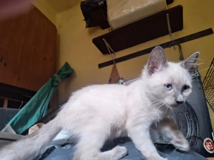 Gato raça SRD-ViraLata idade 2 a 6 meses nome Narizinho