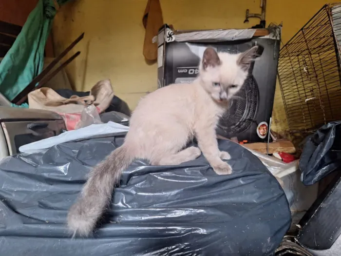 Gato raça SRD-ViraLata idade 2 a 6 meses nome Narizinho