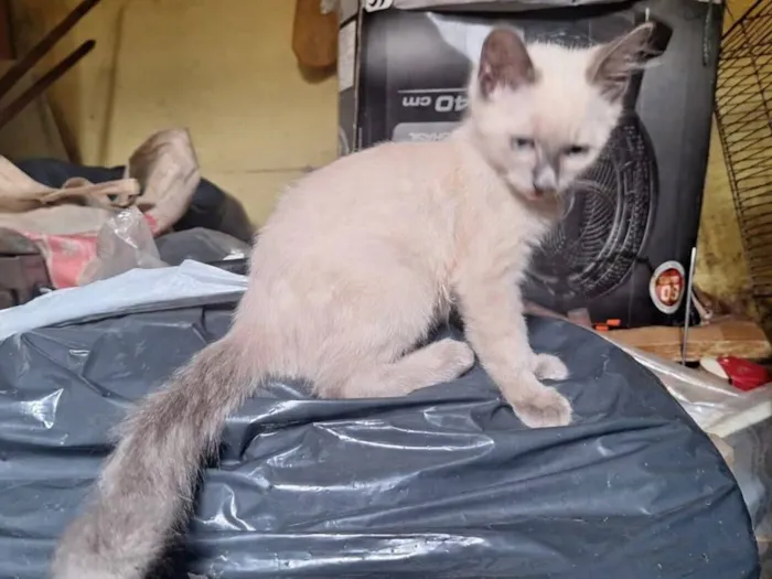 Gato raça SRD-ViraLata idade 2 a 6 meses nome Narizinho