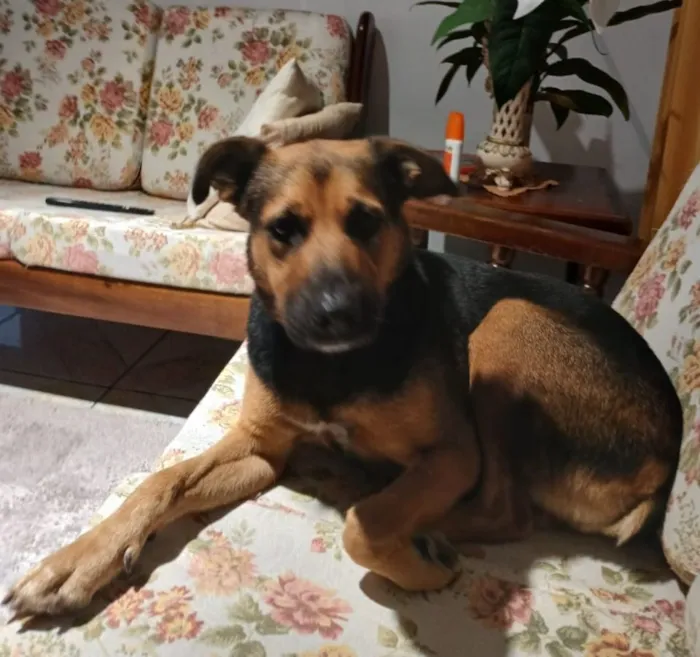 Cachorro raça SRD-ViraLata idade 4 anos nome Dandara