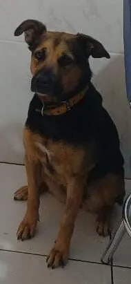 Cachorro raça SRD-ViraLata idade 4 anos nome Dandara