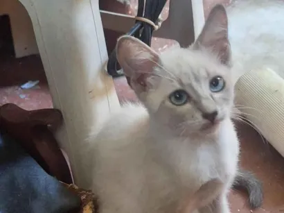 Gato raça SRD-ViraLata idade 2 a 6 meses nome Névoa