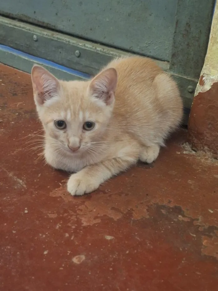 Gato raça SRD-ViraLata idade 2 a 6 meses nome Evans