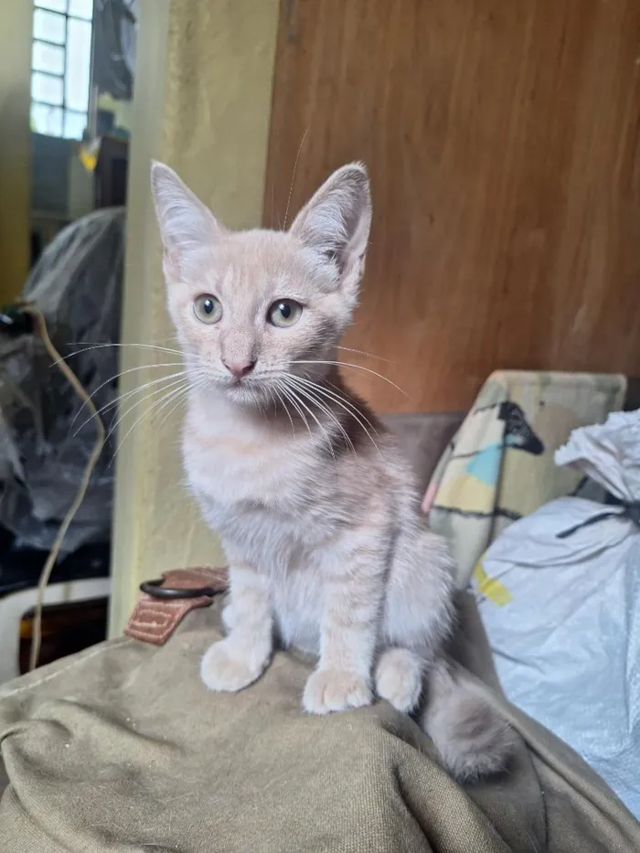 Gato raça SRD-ViraLata idade 2 a 6 meses nome Evans