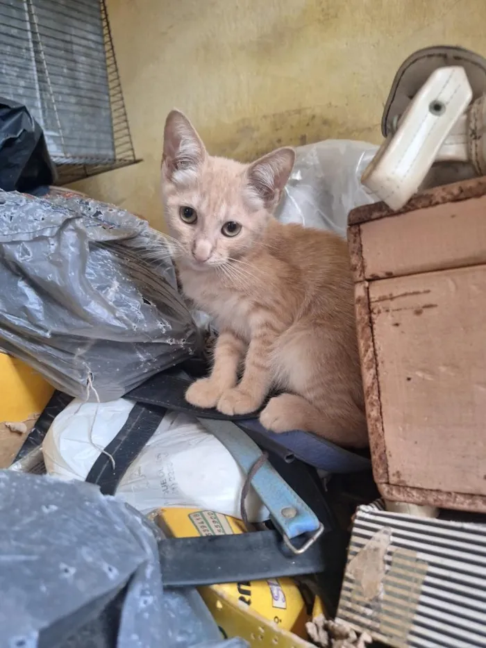 Gato raça SRD-ViraLata idade 2 a 6 meses nome Evans