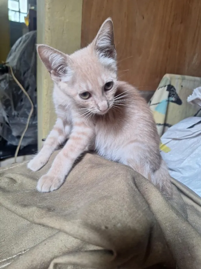 Gato raça SRD-ViraLata idade 2 a 6 meses nome Evans