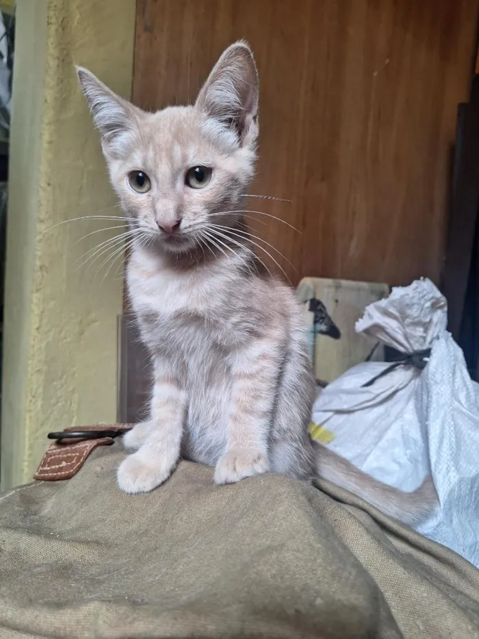 Gato raça SRD-ViraLata idade 2 a 6 meses nome Evans