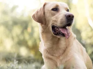 Cachorro raça Labrador idade 6 ou mais anos nome Scott