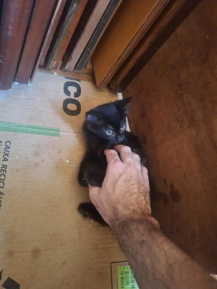 Gato raça SRD-ViraLata idade 2 a 6 meses nome Umbra