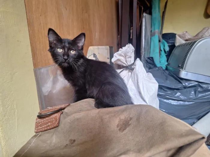 Gato raça SRD-ViraLata idade 2 a 6 meses nome Umbra