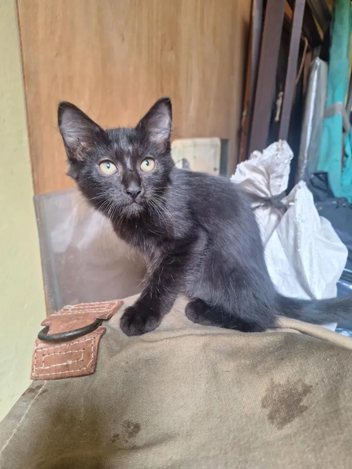 Gato raça SRD-ViraLata idade 2 a 6 meses nome Umbra