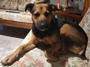 Cachorro raça SRD-ViraLata idade 4 anos nome Dandara