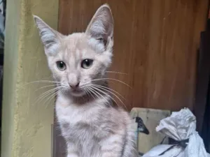Gato raça SRD-ViraLata idade 2 a 6 meses nome Evans