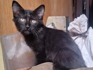 Gato raça SRD-ViraLata idade 2 a 6 meses nome Sombra