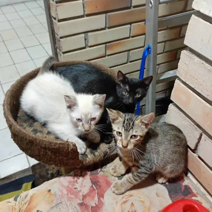 Gato raça SRD-ViraLata idade 2 a 6 meses nome Claudia