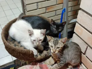 Gato raça SRD-ViraLata idade 2 a 6 meses nome Claudia