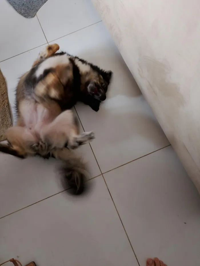 Cachorro raça SRD-ViraLata idade 6 ou mais anos nome Suzy