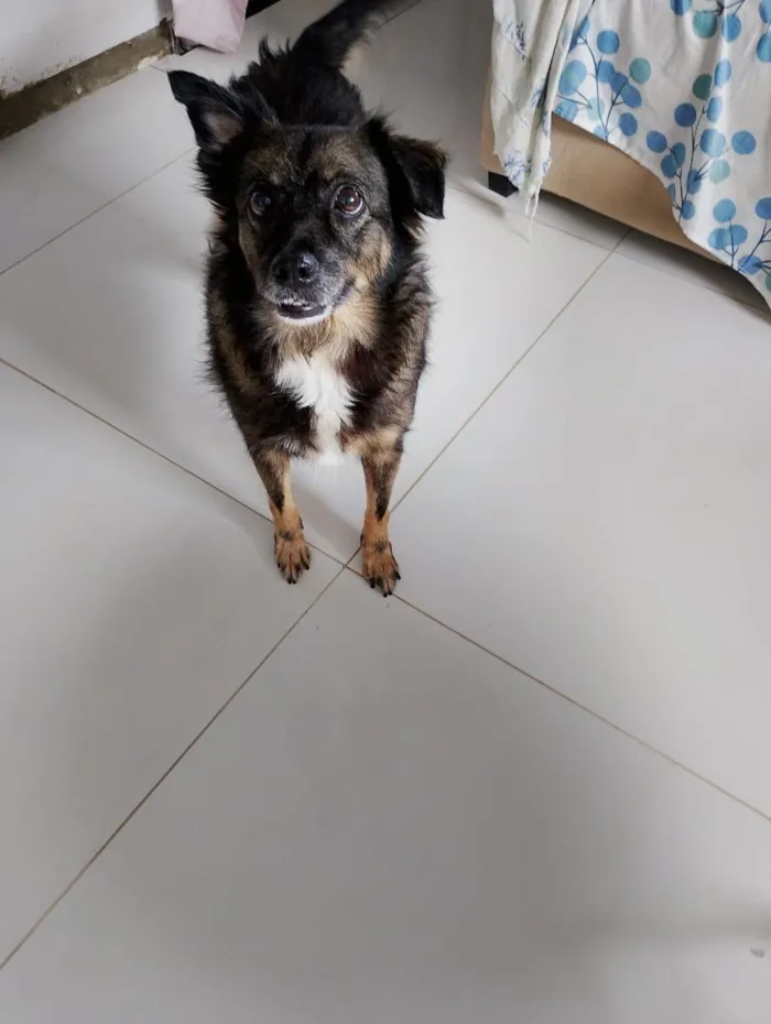 Cachorro raça SRD-ViraLata idade 6 ou mais anos nome Suzy