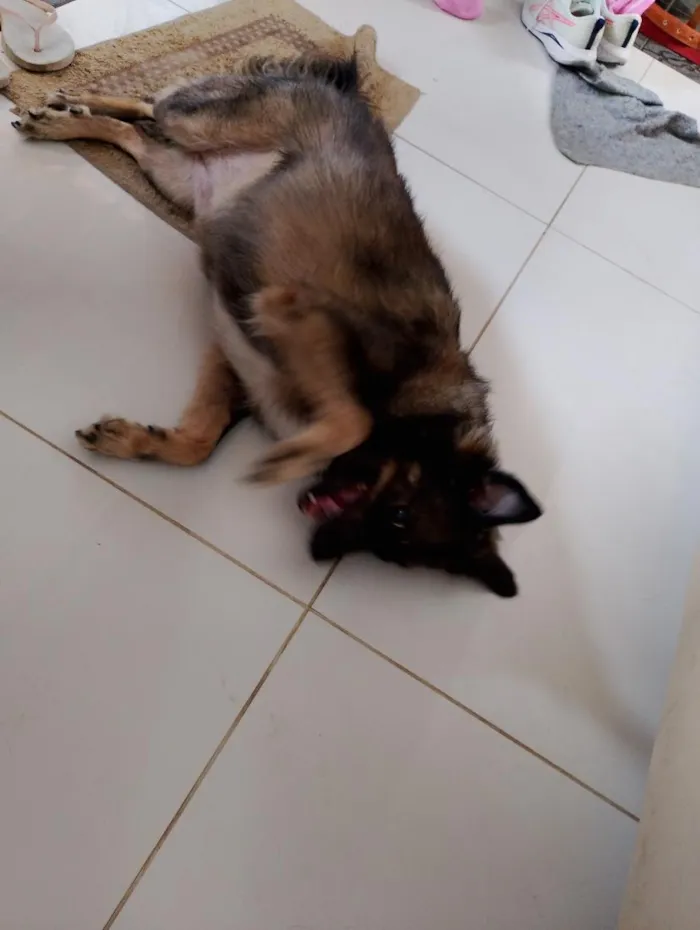 Cachorro raça SRD-ViraLata idade 6 ou mais anos nome Suzy