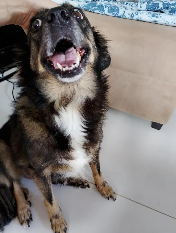 Cachorro raça SRD-ViraLata idade 6 ou mais anos nome Suzy