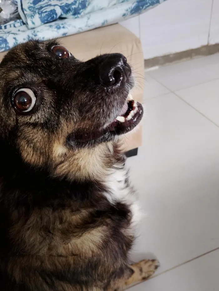 Cachorro raça SRD-ViraLata idade 6 ou mais anos nome Suzy