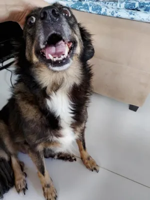 Cachorro raça SRD-ViraLata idade 6 ou mais anos nome Suzy