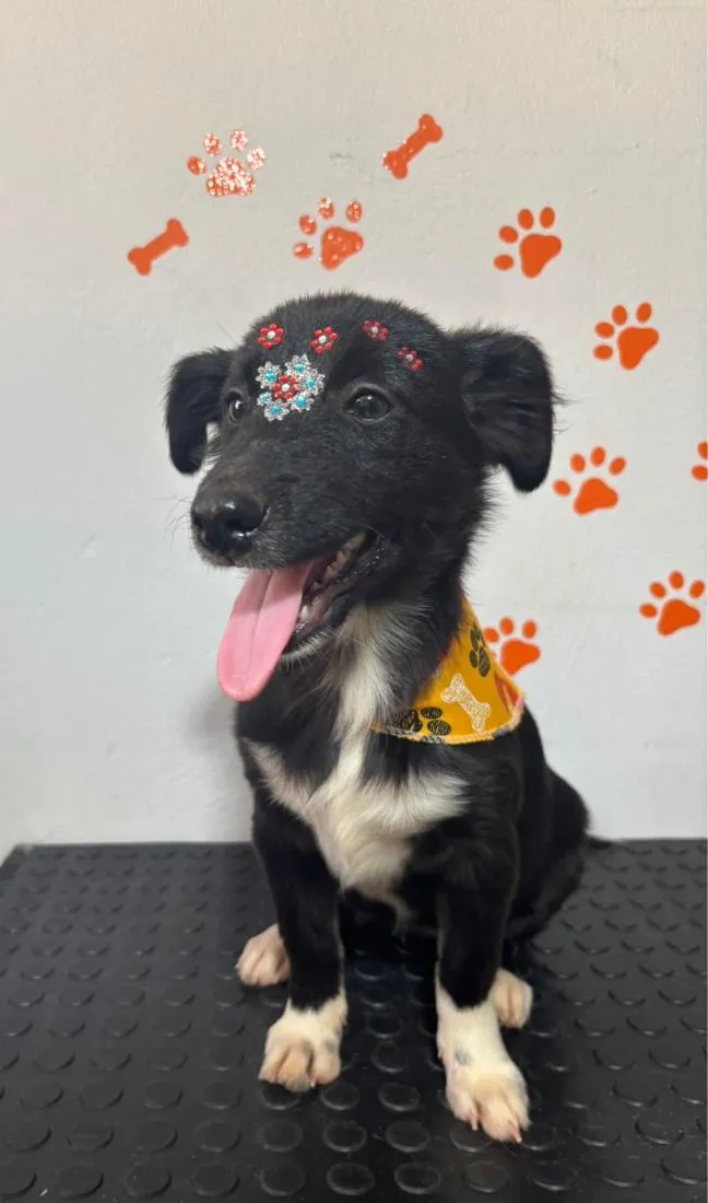 Cachorro raça SRD-ViraLata idade 7 a 11 meses nome sem nome