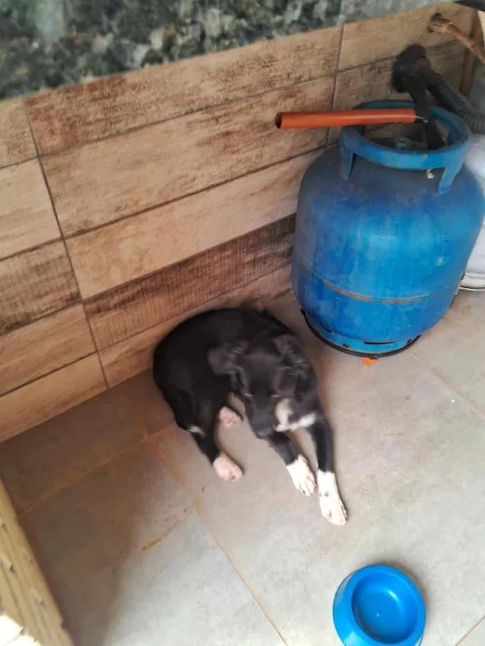 Cachorro raça SRD-ViraLata idade 7 a 11 meses nome sem nome