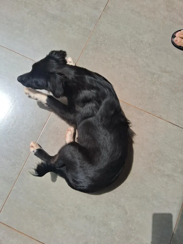 Cachorro raça SRD-ViraLata idade 7 a 11 meses nome sem nome