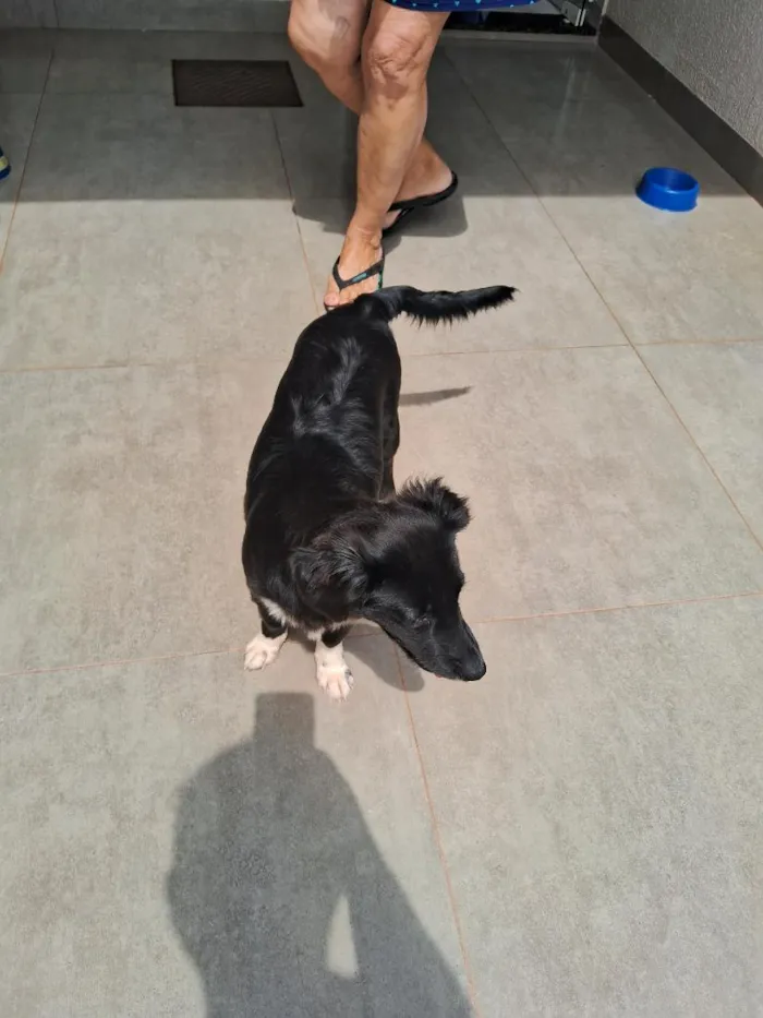 Cachorro raça SRD-ViraLata idade 7 a 11 meses nome sem nome