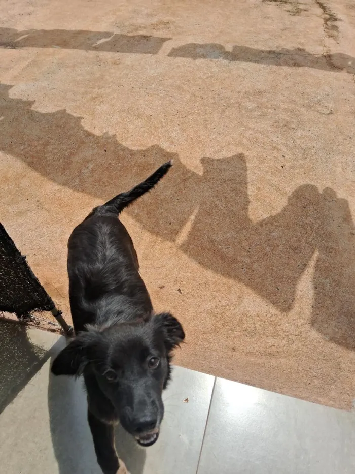 Cachorro raça SRD-ViraLata idade 7 a 11 meses nome sem nome