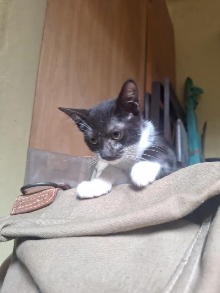 Gato raça SRD-ViraLata idade 2 a 6 meses nome Frajola