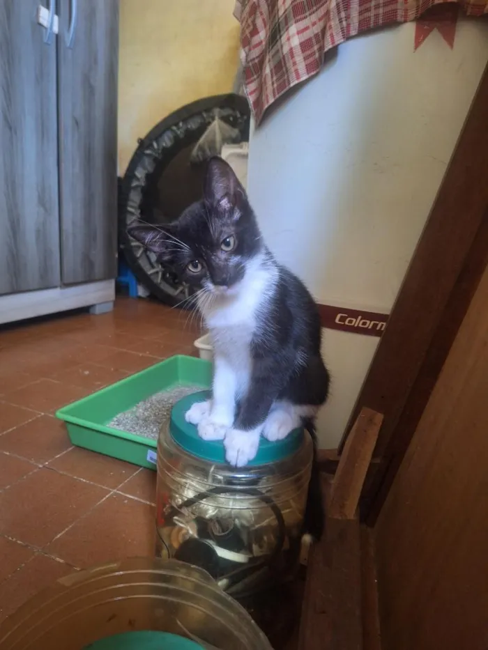 Gato raça SRD-ViraLata idade 2 a 6 meses nome Frajola