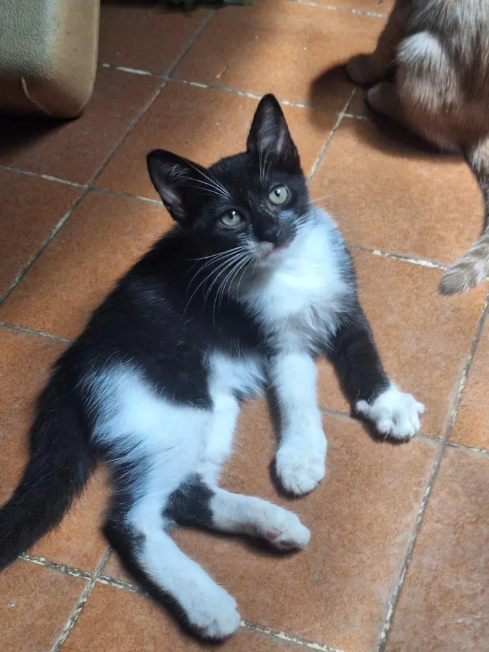 Gato raça SRD-ViraLata idade 2 a 6 meses nome Frajola