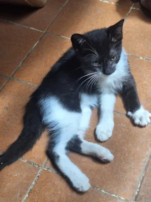 Gato raça SRD-ViraLata idade 2 a 6 meses nome Frajola