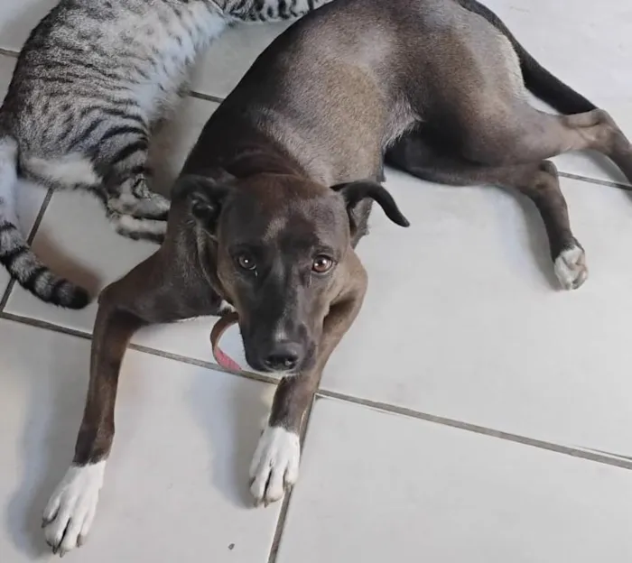 Cachorro raça SRD-ViraLata idade 3 anos nome Luna 
