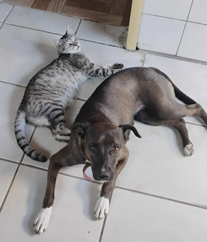 Cachorro raça SRD-ViraLata idade 3 anos nome Luna 