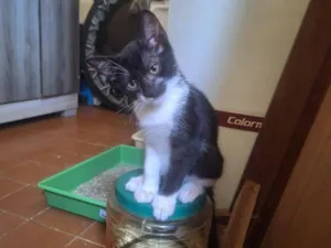 Gato raça SRD-ViraLata idade 2 a 6 meses nome Frajola