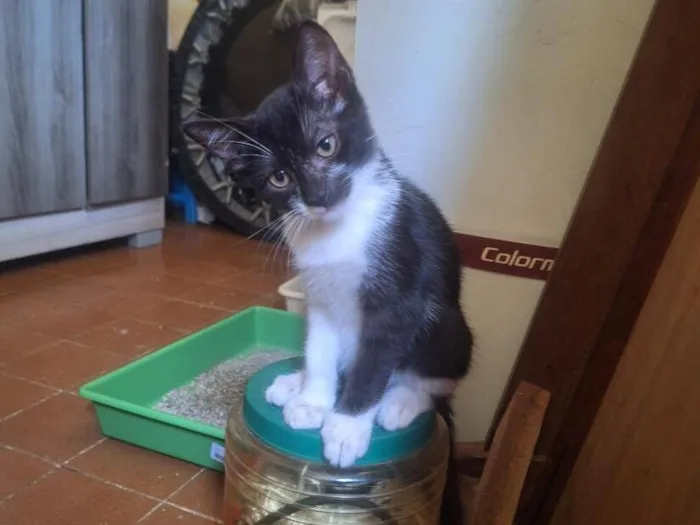 Gato raça SRD-ViraLata idade 2 a 6 meses nome Frajola