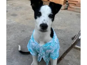 Cachorro raça SRD-ViraLata idade 1 ano nome Apolo 