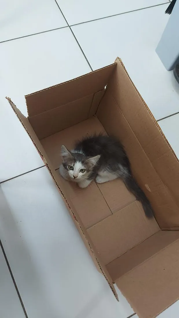 Gato raça SRD-ViraLata idade 2 a 6 meses nome Lulu