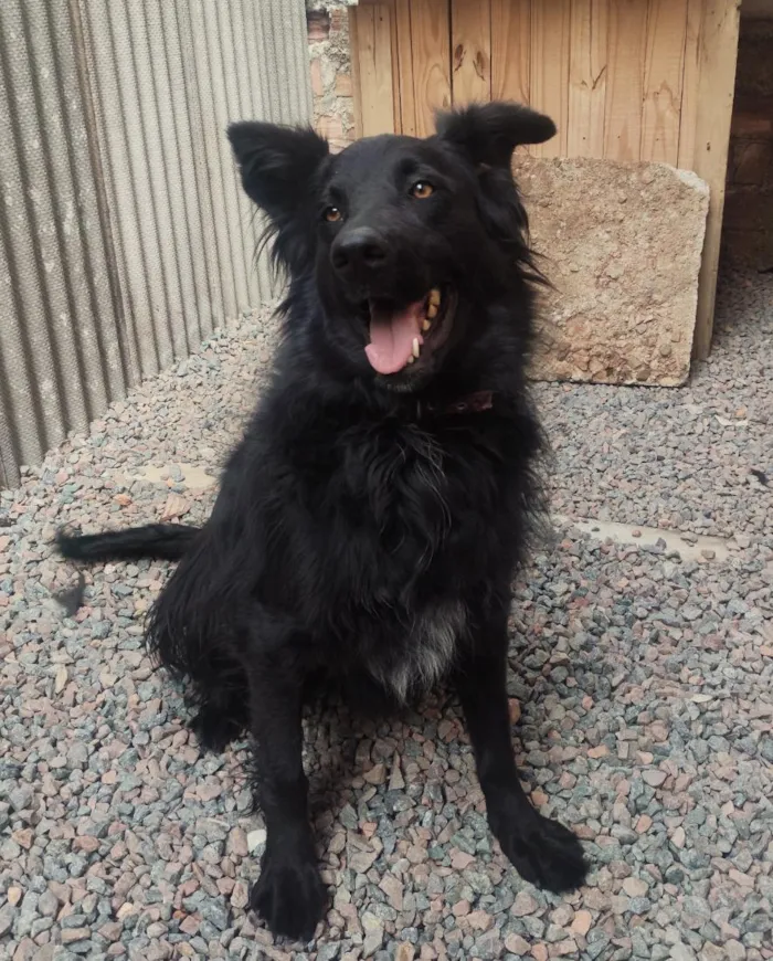 Cachorro raça Labrador idade 2 anos nome Ravena