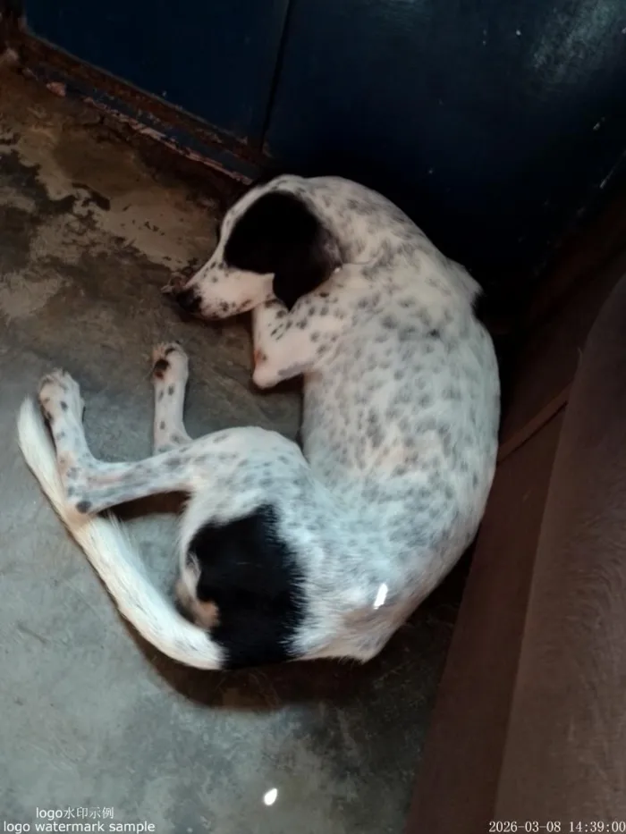 Cachorro raça Dálmata idade 2 anos nome pretinha 