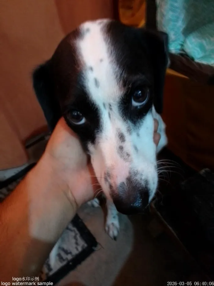 Cachorro raça Dálmata idade 2 anos nome pretinha 